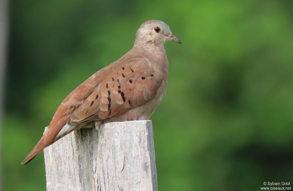 Ruddy Ground Dove female adult