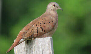 Ruddy Ground Dove