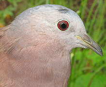 Ruddy Ground Dove