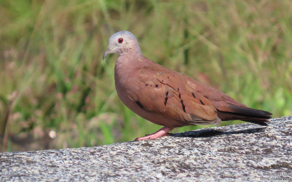Colombe rousse mâle, adulte