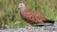 Colombe rousse