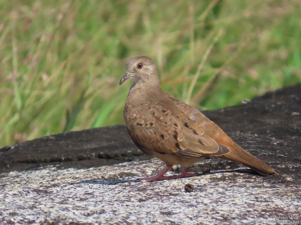 Colombe rousse femelle, juvénile