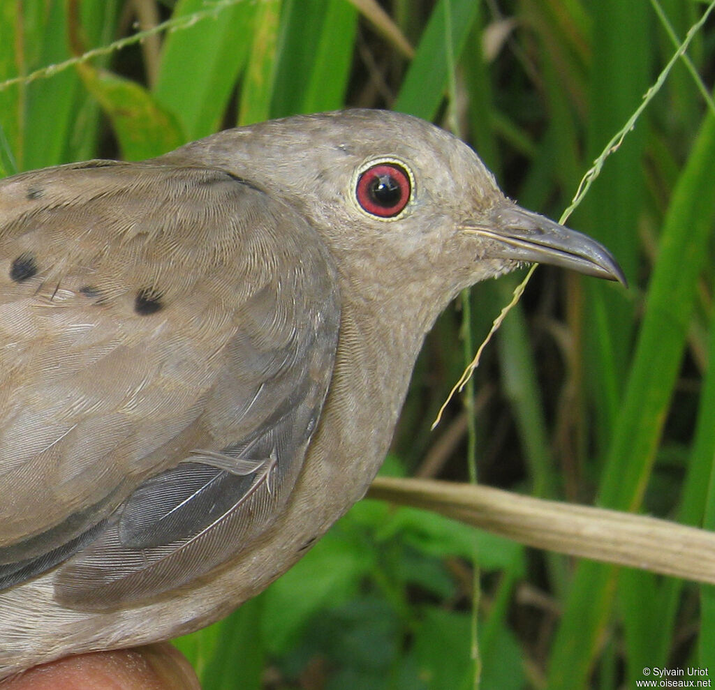 Ruddy Ground Dove female adult