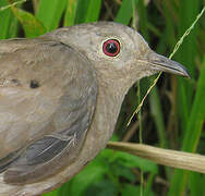 Ruddy Ground Dove