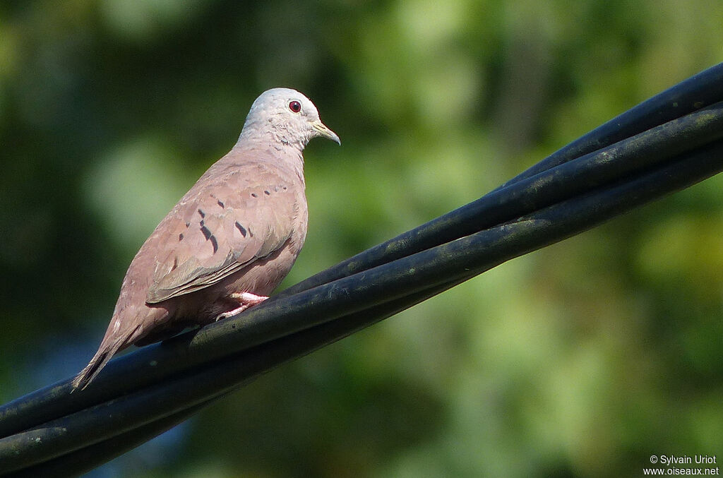 Ruddy Ground Dove male adult