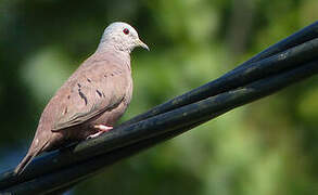 Ruddy Ground Dove