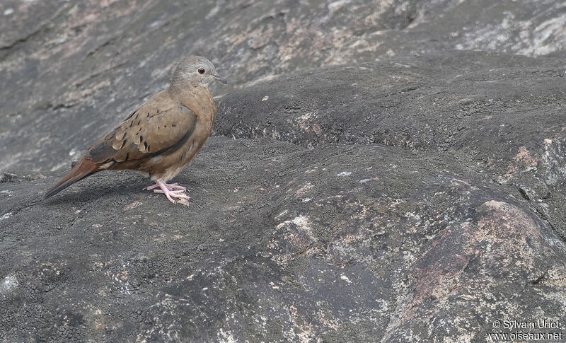 Ruddy Ground Dove female adult