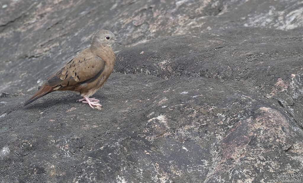 Ruddy Ground Dove female adult