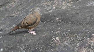 Ruddy Ground Dove