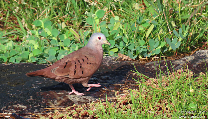 Ruddy Ground Dove male adult
