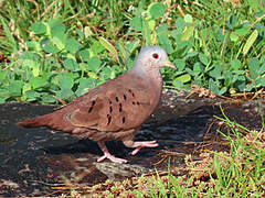 Ruddy Ground Dove