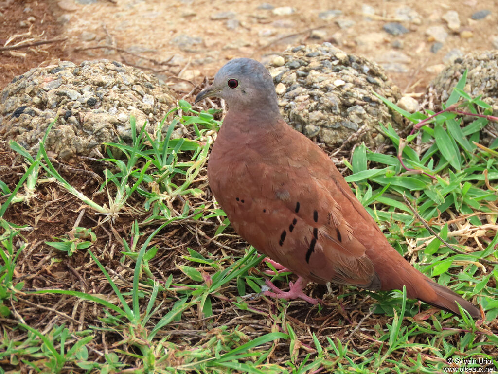 Ruddy Ground Dove male adult