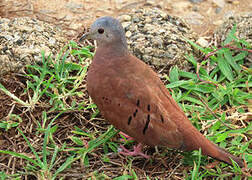 Ruddy Ground Dove