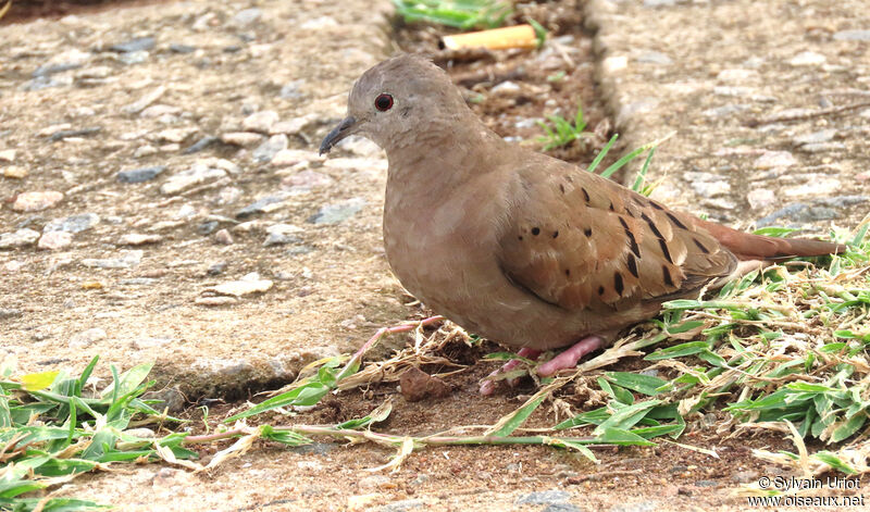 Ruddy Ground Dove female adult