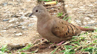 Ruddy Ground Dove