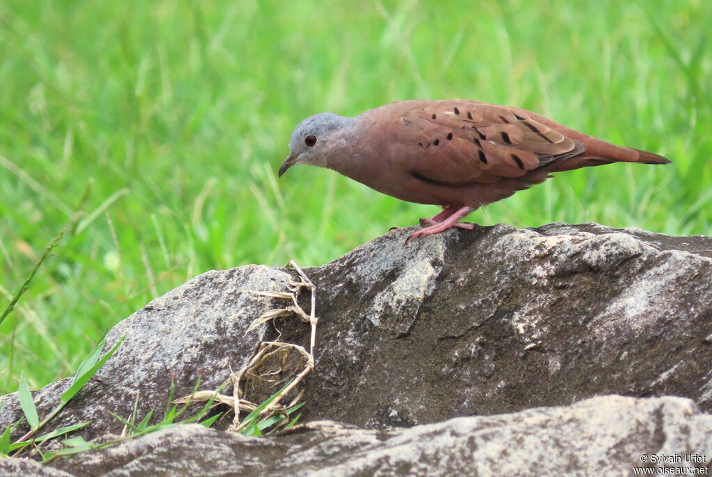 Ruddy Ground Dove male adult