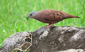 Ruddy Ground Dove