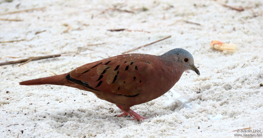 Colombe rousse mâle adulte