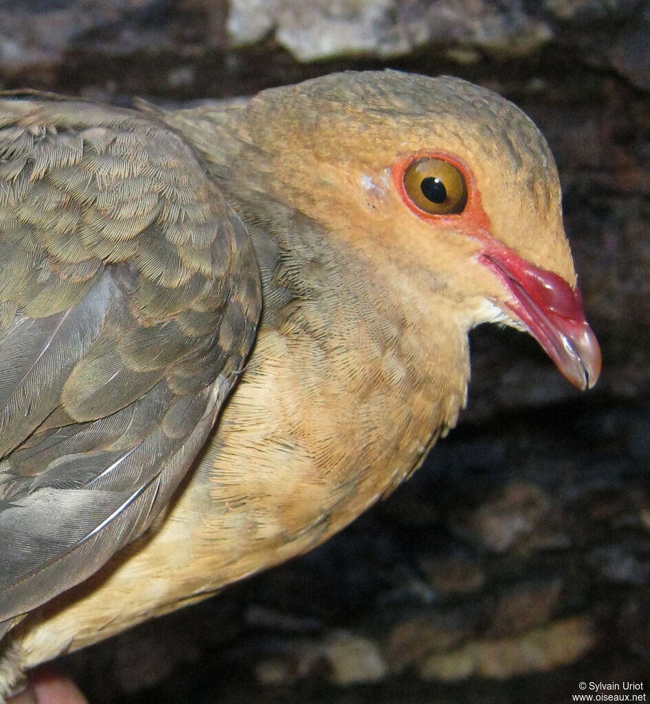 Ruddy Quail-Dove female adult