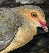 Ruddy Quail-Dove