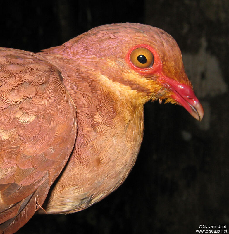 Ruddy Quail-Dove male adult