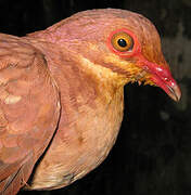 Ruddy Quail-Dove