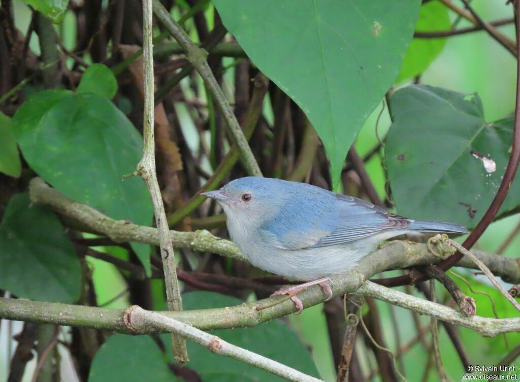 Bicolored Conebillsubadult