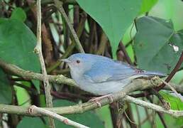 Bicolored Conebill