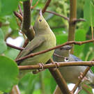 Conirostre bicolore