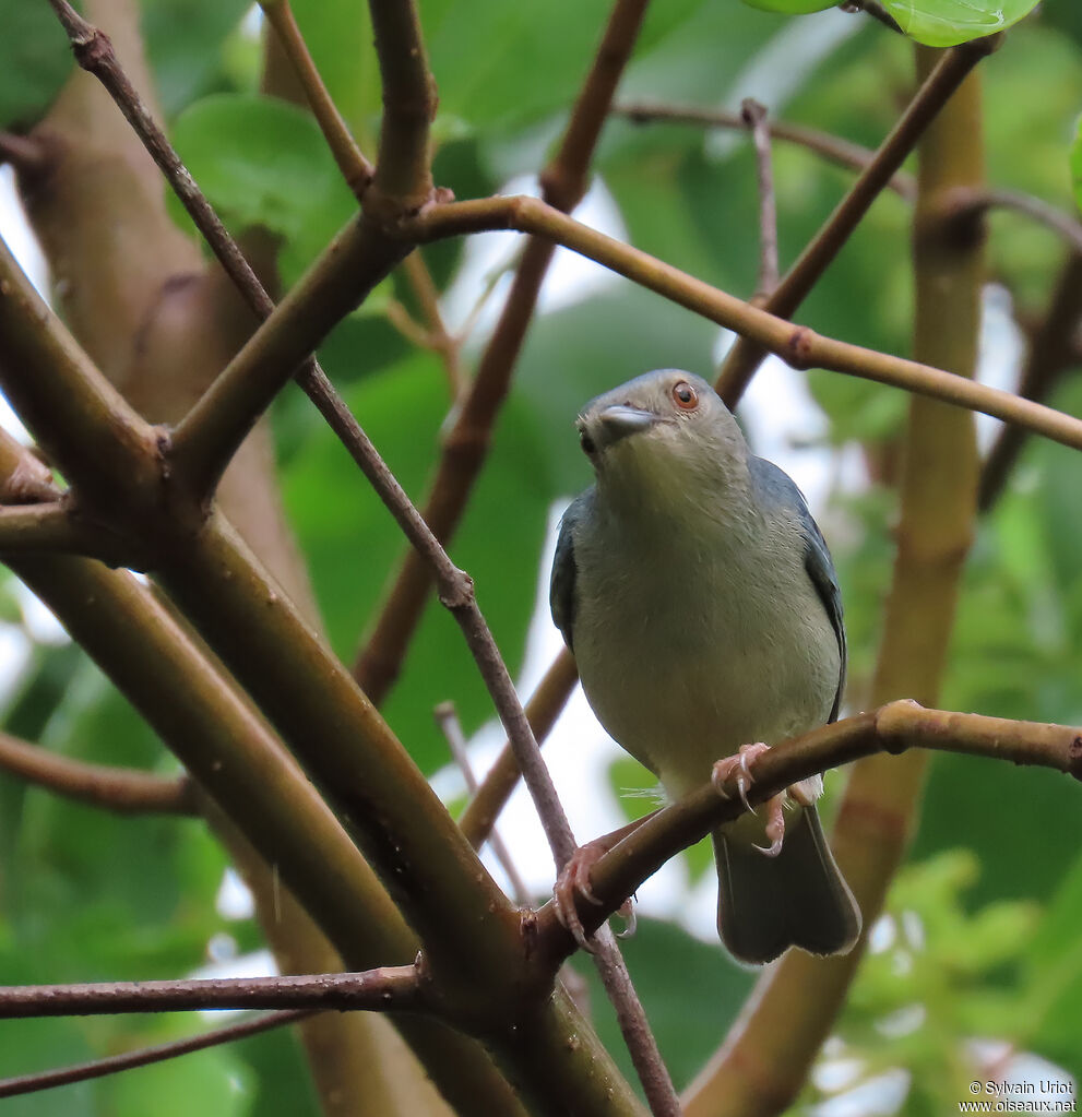 Bicolored Conebilladult