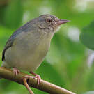 Conirostre bicolore