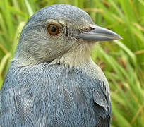 Bicolored Conebill