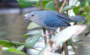 Bicolored Conebill