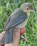 Bicolored Conebill