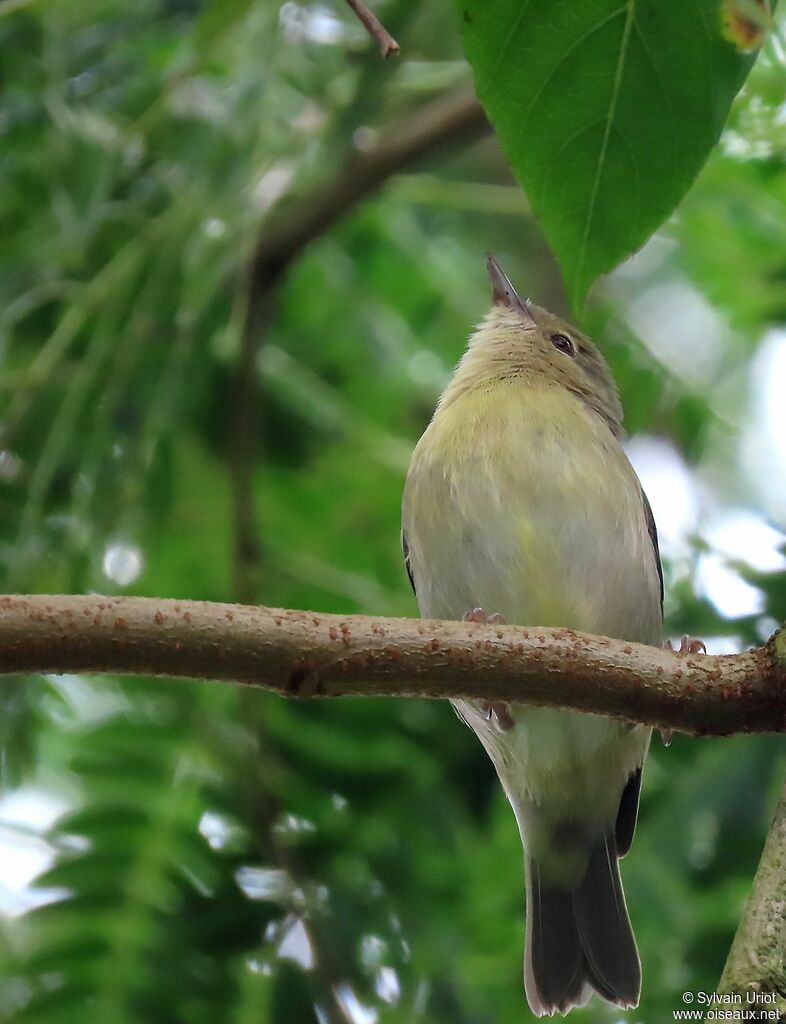 Bicolored Conebilljuvenile