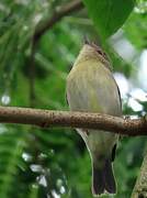 Bicolored Conebill