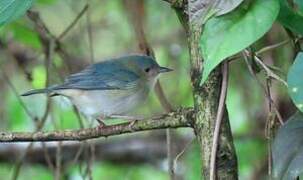 Bicolored Conebill