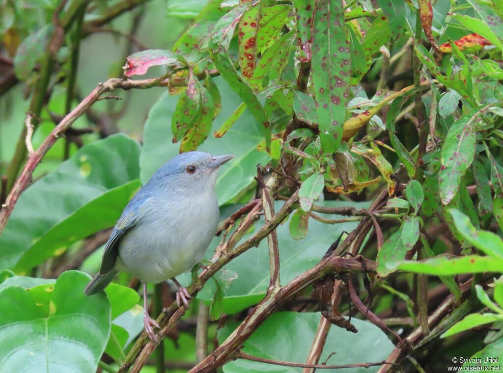 Bicolored Conebilladult