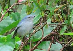 Bicolored Conebill