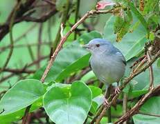 Bicolored Conebill