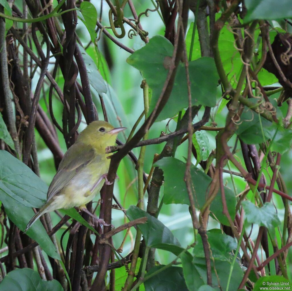 Bicolored Conebilljuvenile