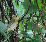 Bicolored Conebill