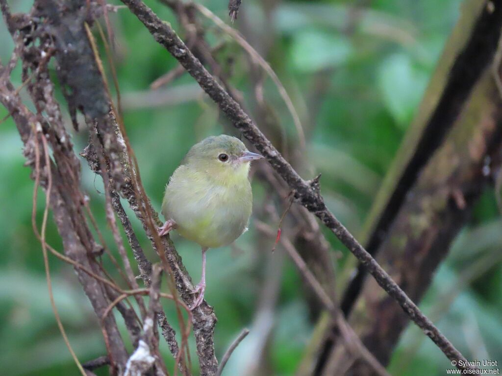 Bicolored Conebilljuvenile