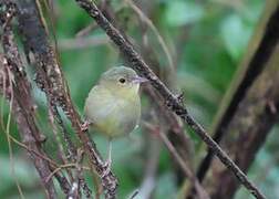 Bicolored Conebill