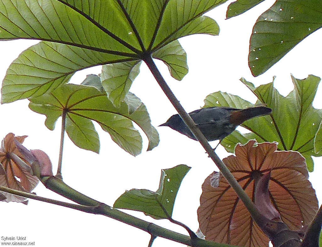 Chestnut-vented Conebill male adult, habitat