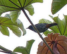 Chestnut-vented Conebill