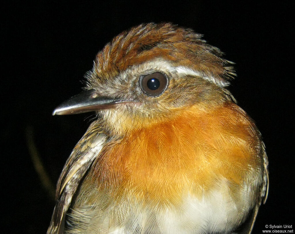 Chestnut-belted Gnateater female adult