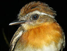 Chestnut-belted Gnateater