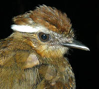 Chestnut-belted Gnateater