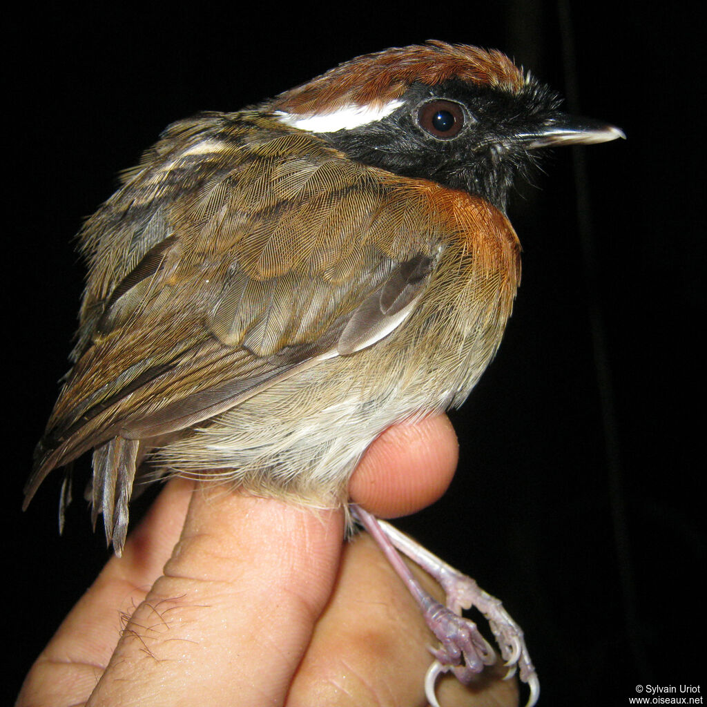 Chestnut-belted Gnateater male adult